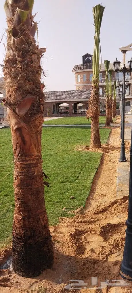 اشنطوني ولعربي 1
