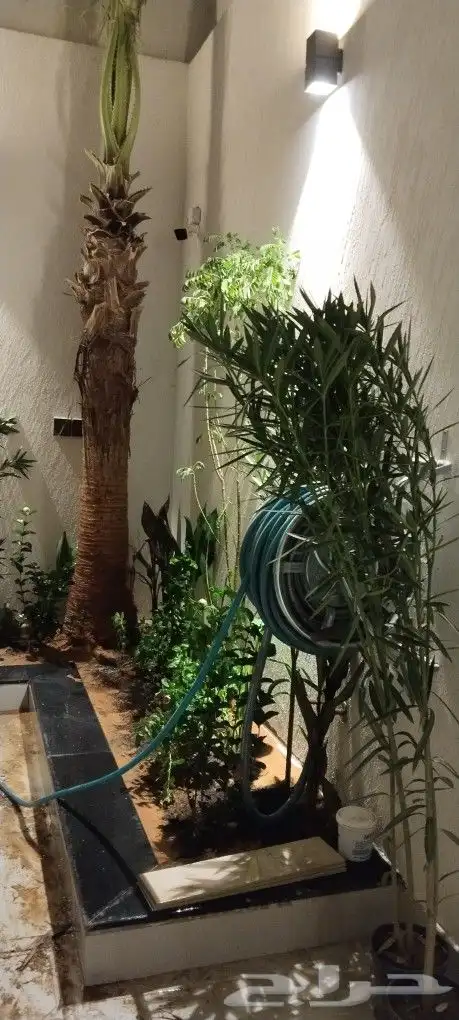 اشنطوني ولعربي 3