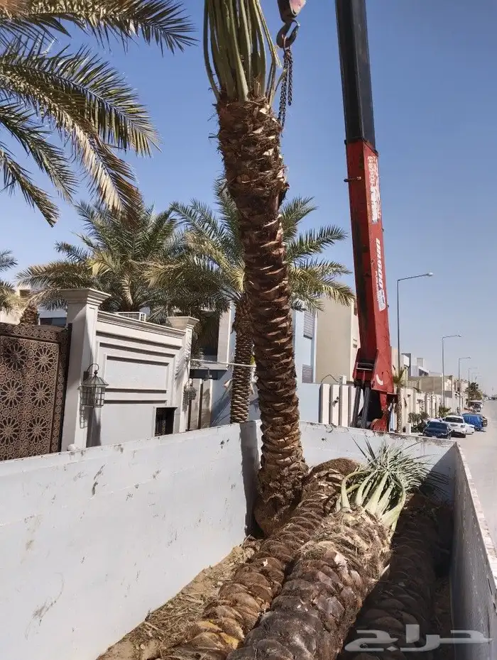 اشنطوني ولعربي 2
