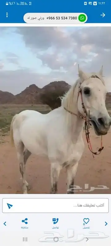 اجار جمال وخيل 1