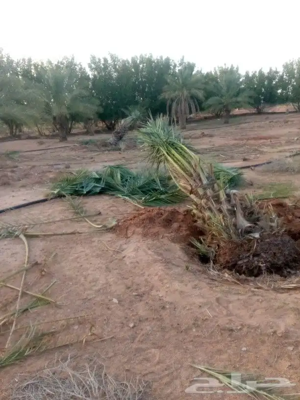 توريد وغرس انخيل نوصل جميع المناطق 9