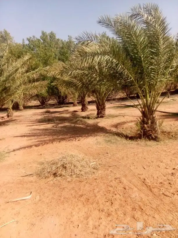 توريد وغرس انخيل نوصل جميع المناطق 4