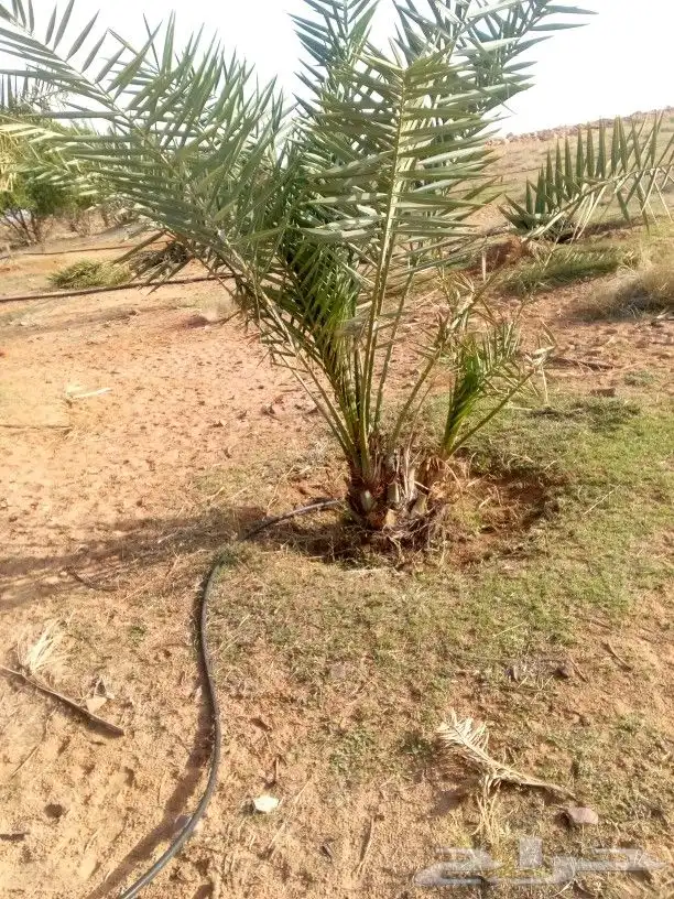 توريد وغرس انخيل نوصل جميع المناطق 10
