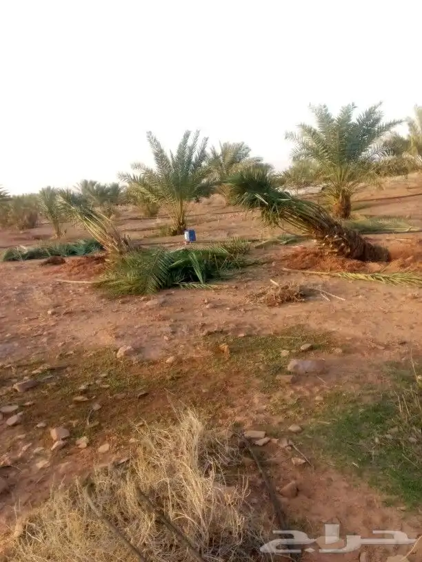 توريد وغرس انخيل نوصل جميع المناطق 6