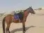 اجار جمال وخيل 4