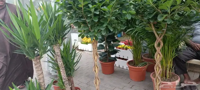 منسق حدائق وزراعة الثيل والديكورات 27