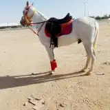 عرض يوم التأسيس خيول وجمال زينه للإيجار 6