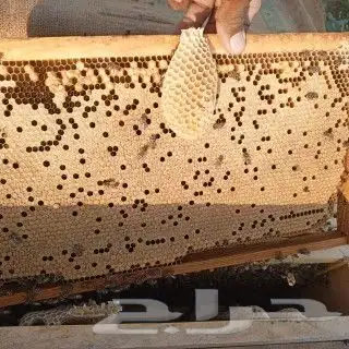 بيع منحل كامل خلايا افرنجي نظيف من الامراض والآفات البيع 0