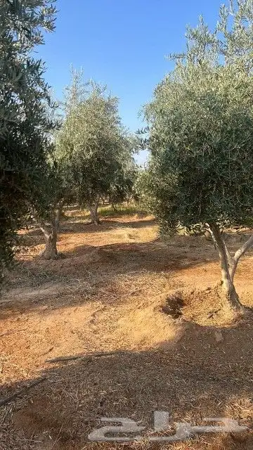اشجارزيتون 1