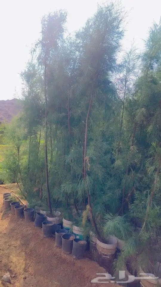 شتلات اثل بلدي واشجار اثل بلدي احجام كبيره البيع للكميات فقط 0