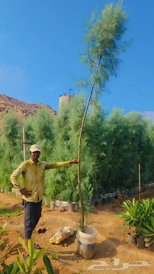 شتلات اثل بلدي واشجار اثل بلدي احجام كبيره البيع للكميات فقط 1
