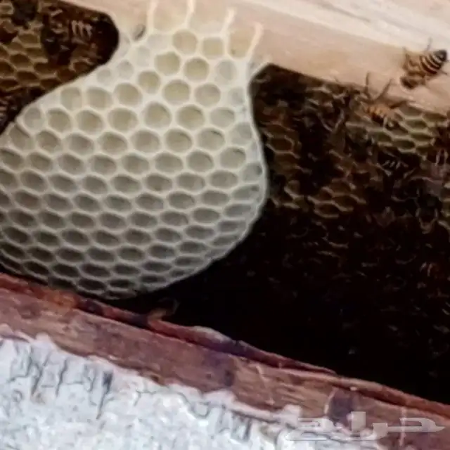 بيع منحل كامل خلايا افرنجي نظيف من الامراض والآفات البيع 5