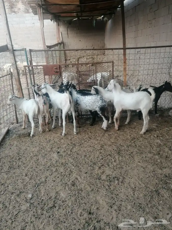 ذبايح طليان ورخال وتيوس مع امكانيه الذبح وتوصيل 3