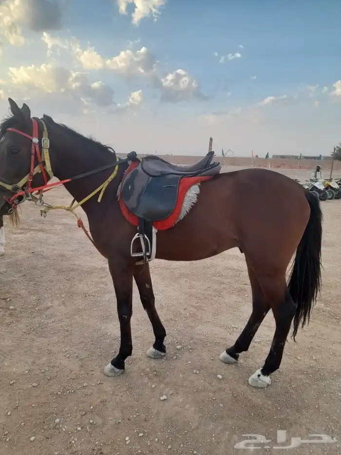 خيول وجمال وسياسي وحنطور ودبابات للايجار 5
