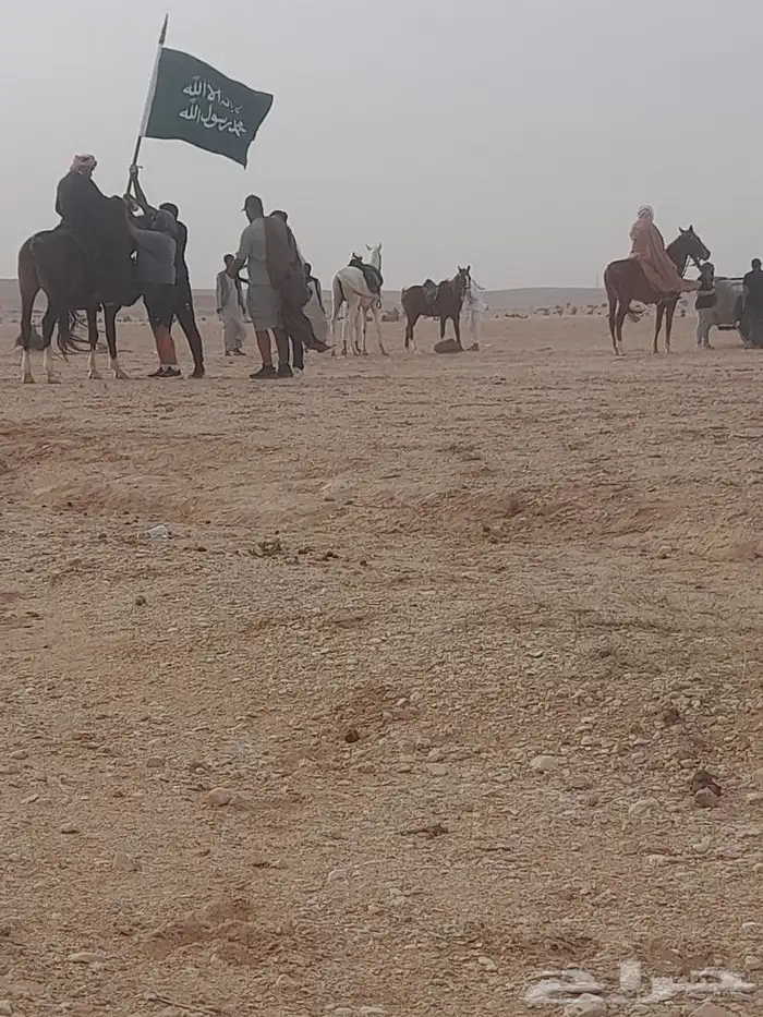 خيول وجمال وسياسي وحنطور ودبابات للايجار 2