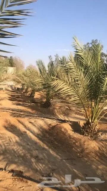 نقوم بتركيب الشبوك بجميع انواعها وتوريد انخيل وزرعها في أنحا 4
