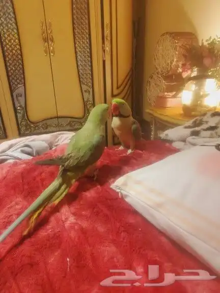 ما شاء الله تعالى جوز نيبالي هدد داخلي أليف متكلم 4