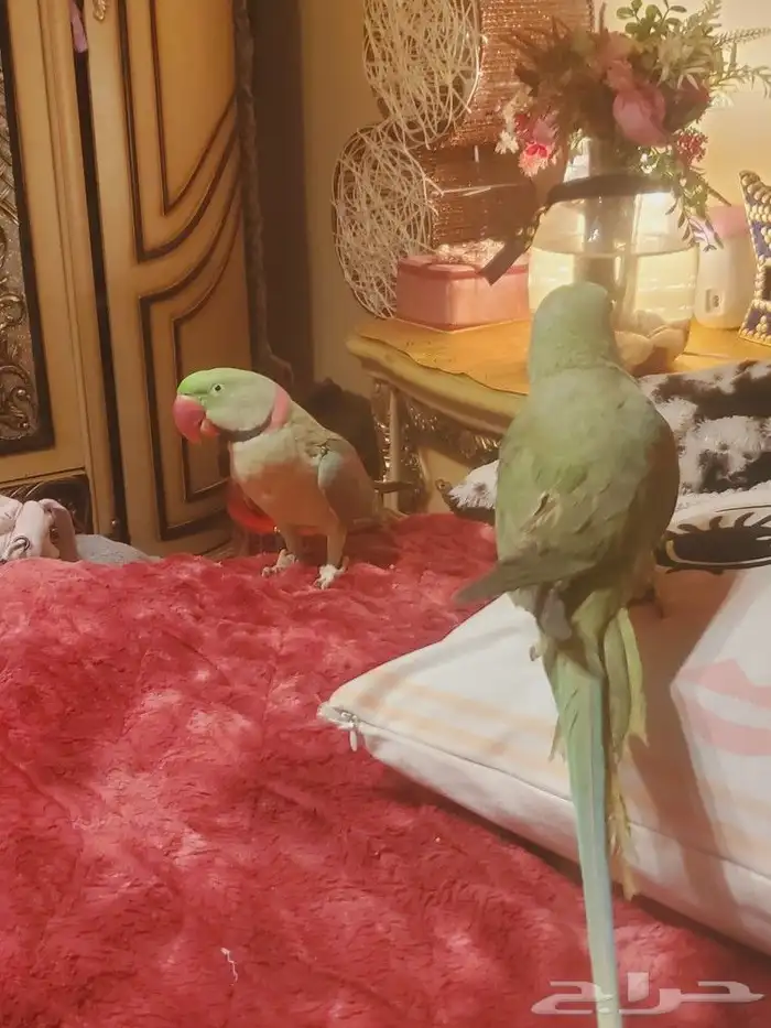 ما شاء الله تعالى جوز نيبالي هدد داخلي أليف متكلم 0