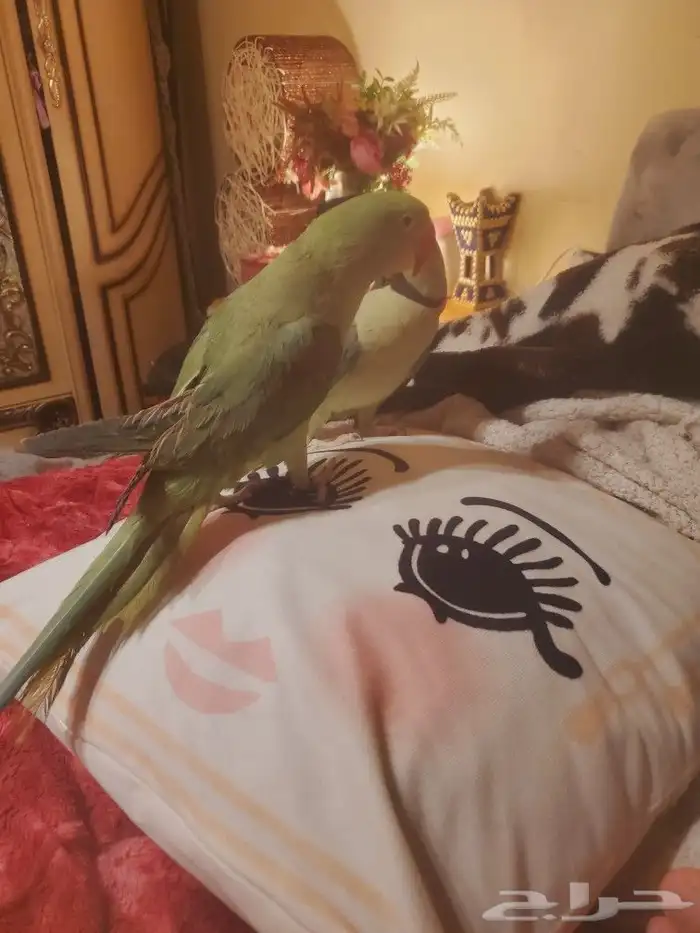 ما شاء الله تعالى جوز نيبالي هدد داخلي أليف متكلم 6