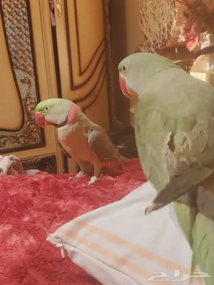 ما شاء الله تعالى جوز نيبالي هدد داخلي أليف متكلم 3