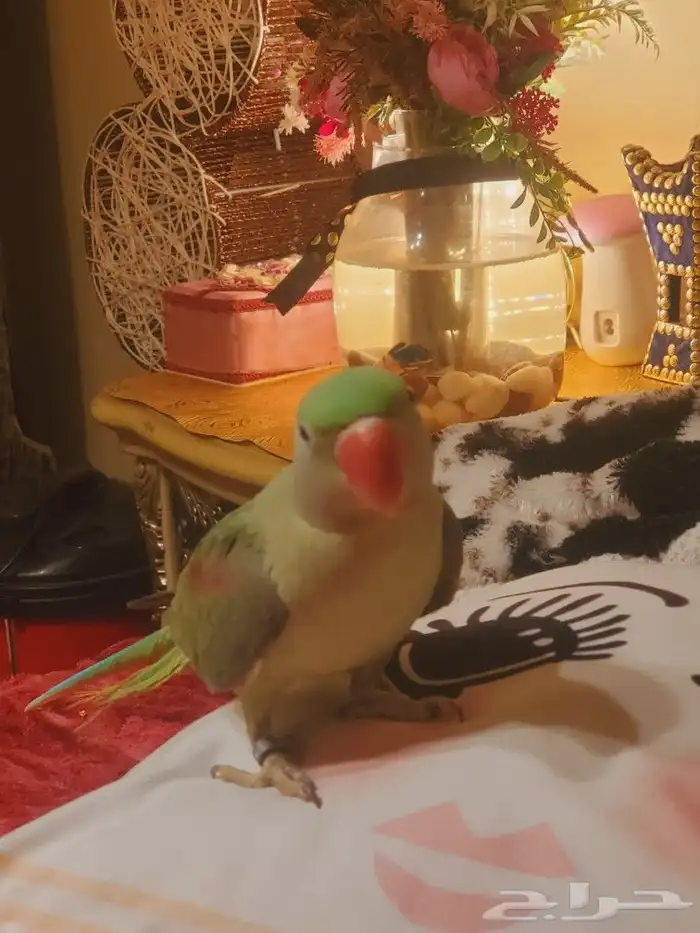 ما شاء الله تعالى جوز نيبالي هدد داخلي أليف متكلم 1