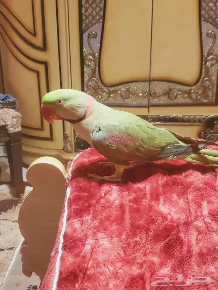 ما شاء الله تعالى جوز نيبالي هدد داخلي أليف متكلم 2