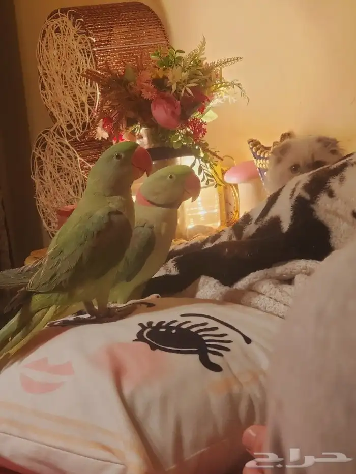 ما شاء الله تعالى جوز نيبالي هدد داخلي أليف متكلم 5