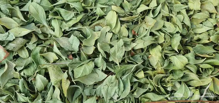 حناء عضوي من مزرعتي ولله الحمد والفضل 13