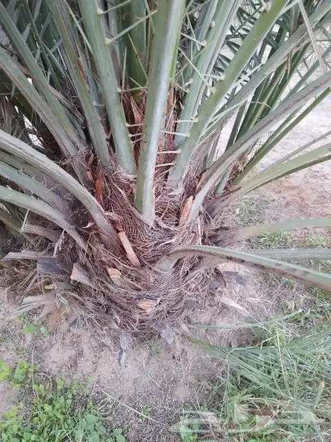 نخل فروخ مثمره للبيع صقعي مجدول خلاص سكري 5