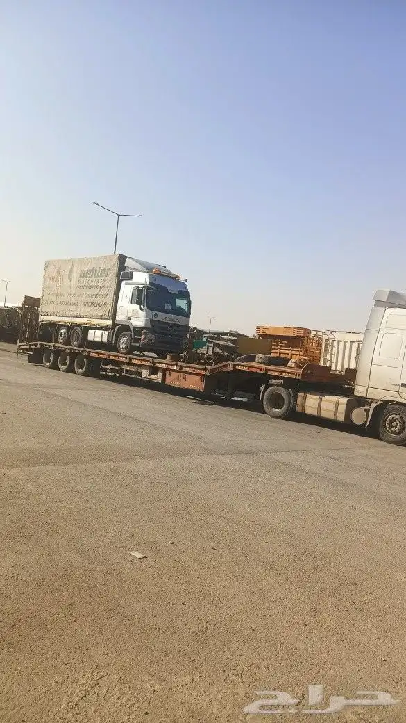 لوبد متوجد في القصيم 0