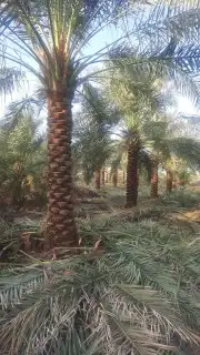 فسايل كبير وطيبه 5