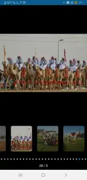 استأجر خيول وجمال زينه 6
