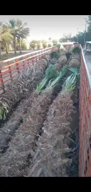 ازالة النخيل والأشجار الغير مرغوب فيها من الفلل والقصور والم 3