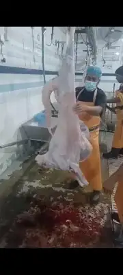 ذبايح سوكني مرابي فل الفل شحم والحم 1