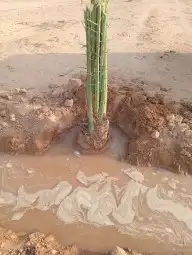 فسايل كبير وطيبه 2
