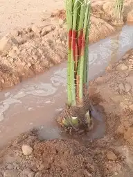 فسايل كبير وطيبه 8