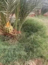 بيع جميع انواع النخيل العربي ولا وشطن 5