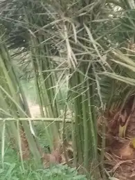 بيع جميع انواع النخيل العربي ولا وشطن 1