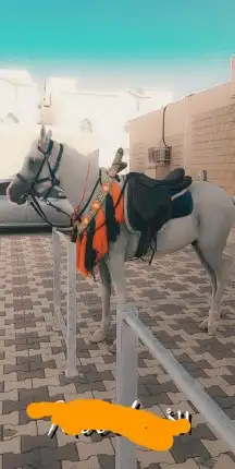 استأجر خيول وجمال زينه 1
