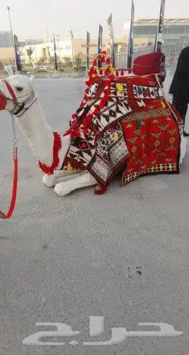 استأجر خيول وجمال زينه 2