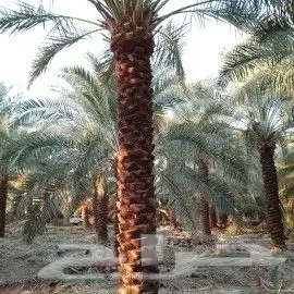فسايل كبير وطيبه 3