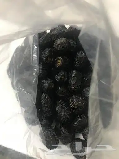 عجوه المدينة فاخر عضويه 4