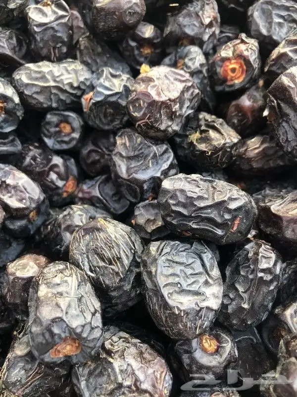 عجوه المدينة فاخر عضويه 2