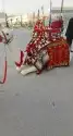 استأجر خيول وجمال زينه 8