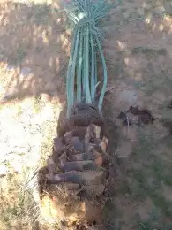 نخل اللبيع في نمرة 8