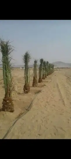 نخل اللبيع في نمرة 0