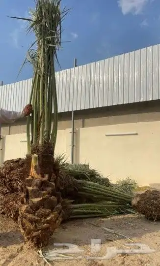 نخل اللبيع في نمرة 5