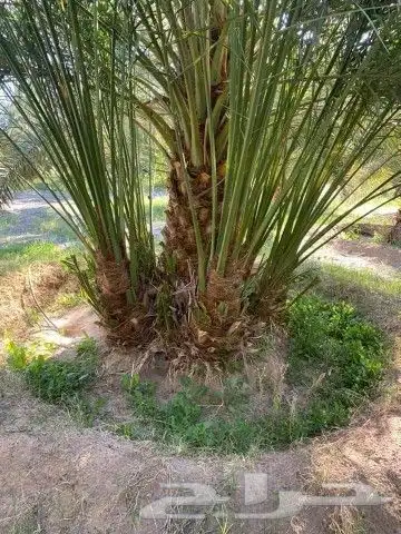 نخل اللبيع في نمرة 9