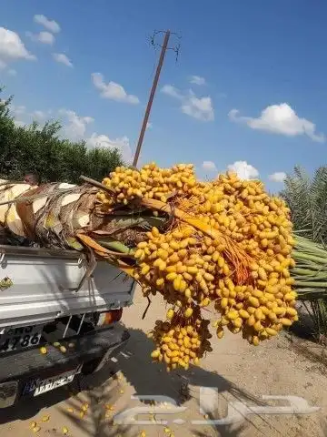 نخل اللبيع في نمرة 7