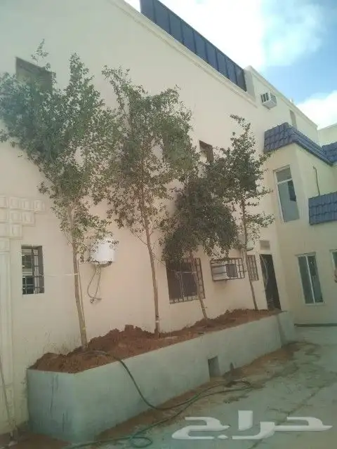 زيتون سدر طلح 7